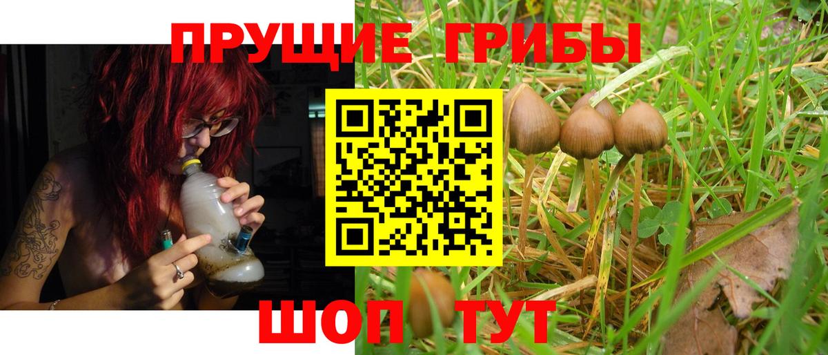 Галлюциногенные грибы Psilocybine cubensis Тольятти